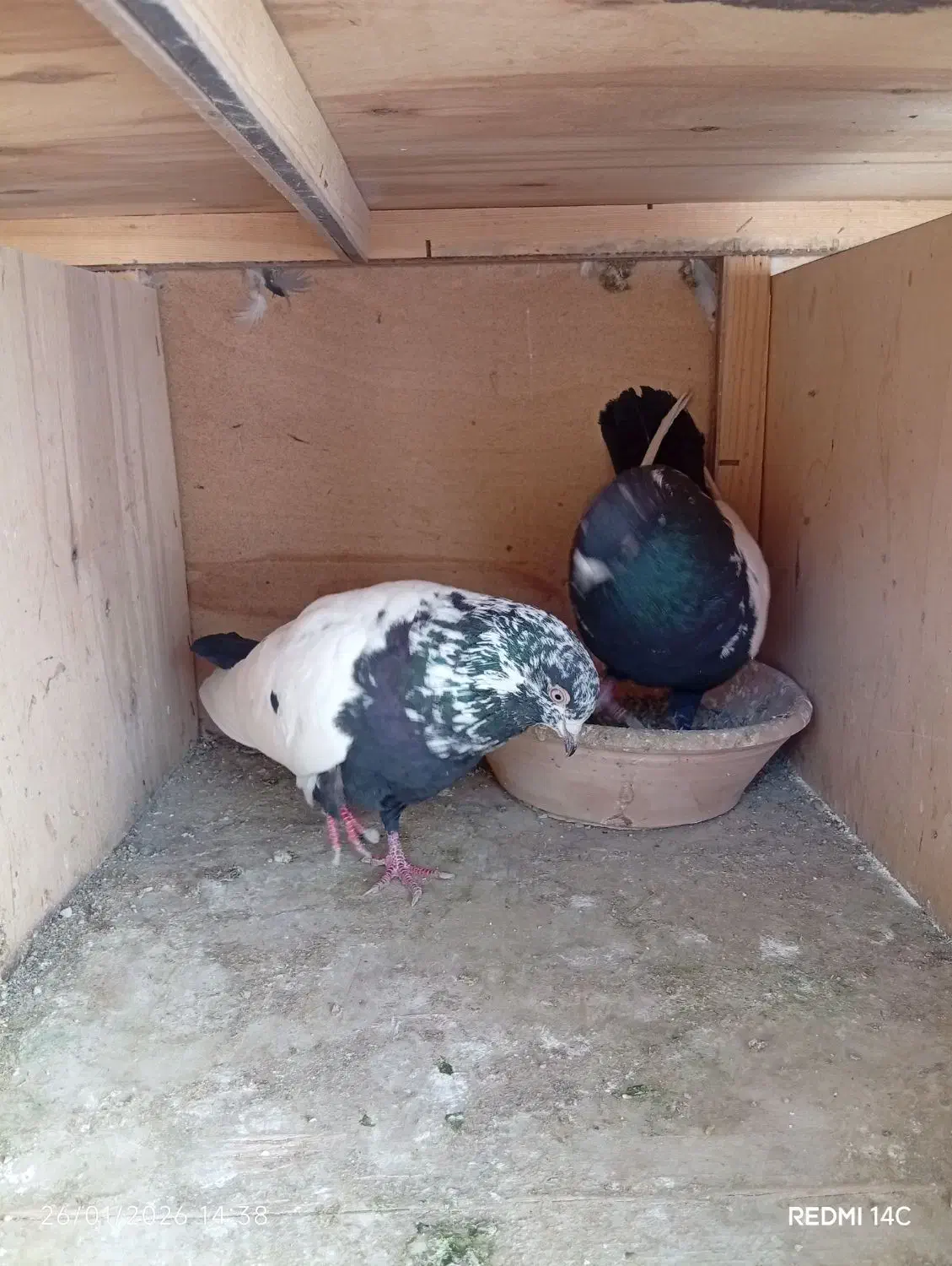 کبوتر سینه سیاه|پرنده|رباط‌کریم, نصیرشهر|دیوار