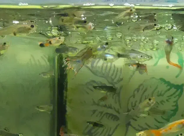 معاوضه گو پی با میگو گلد و رنگهای دیگه|ماهی|کرمانشاه, |دیوار