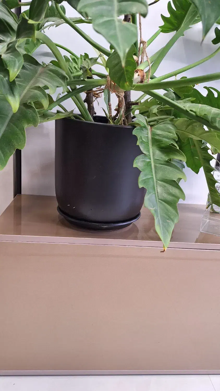 گل مقاوم|گل و گیاه طبیعی|قم, انسجام|دیوار