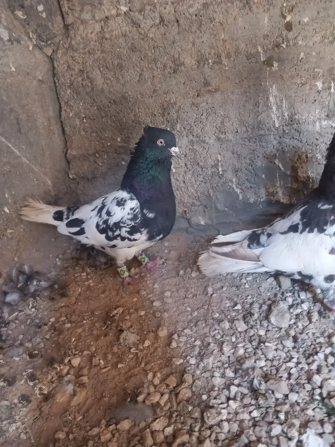 کبوتر|پرنده|مرودشت, فیروزی|دیوار