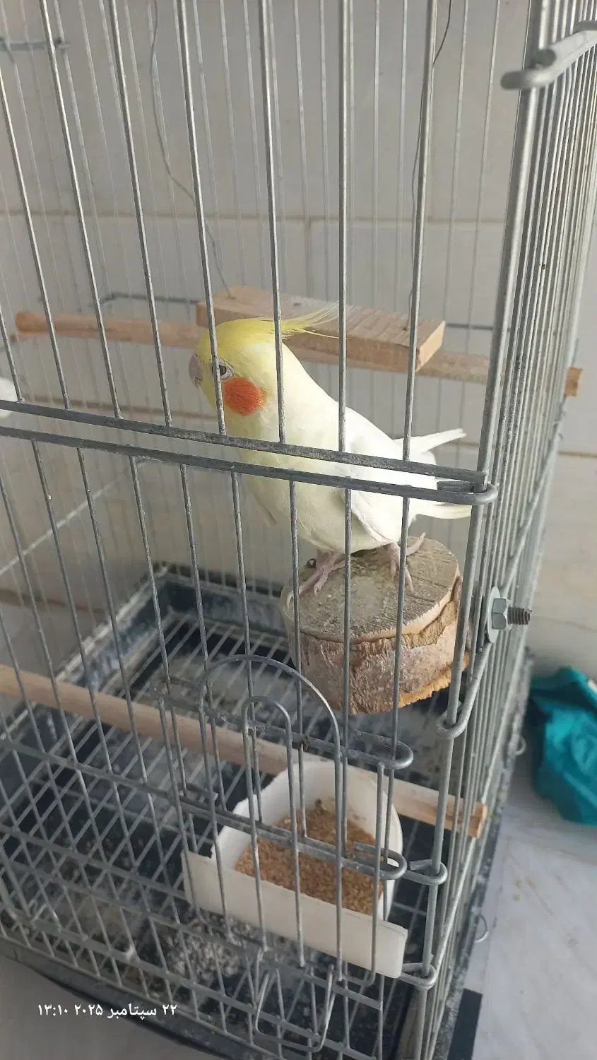 عروس هلندی نر|پرنده|قم, علی آباد سعدگان|دیوار