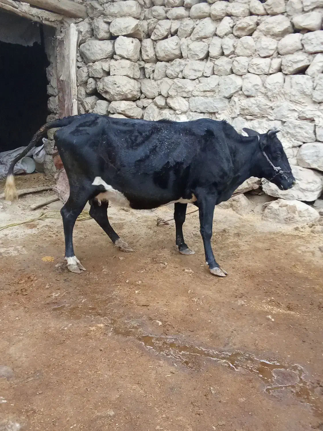 فروش گاو آبستن اول 7ماه|حیوانات مزرعه|ایذه, |دیوار