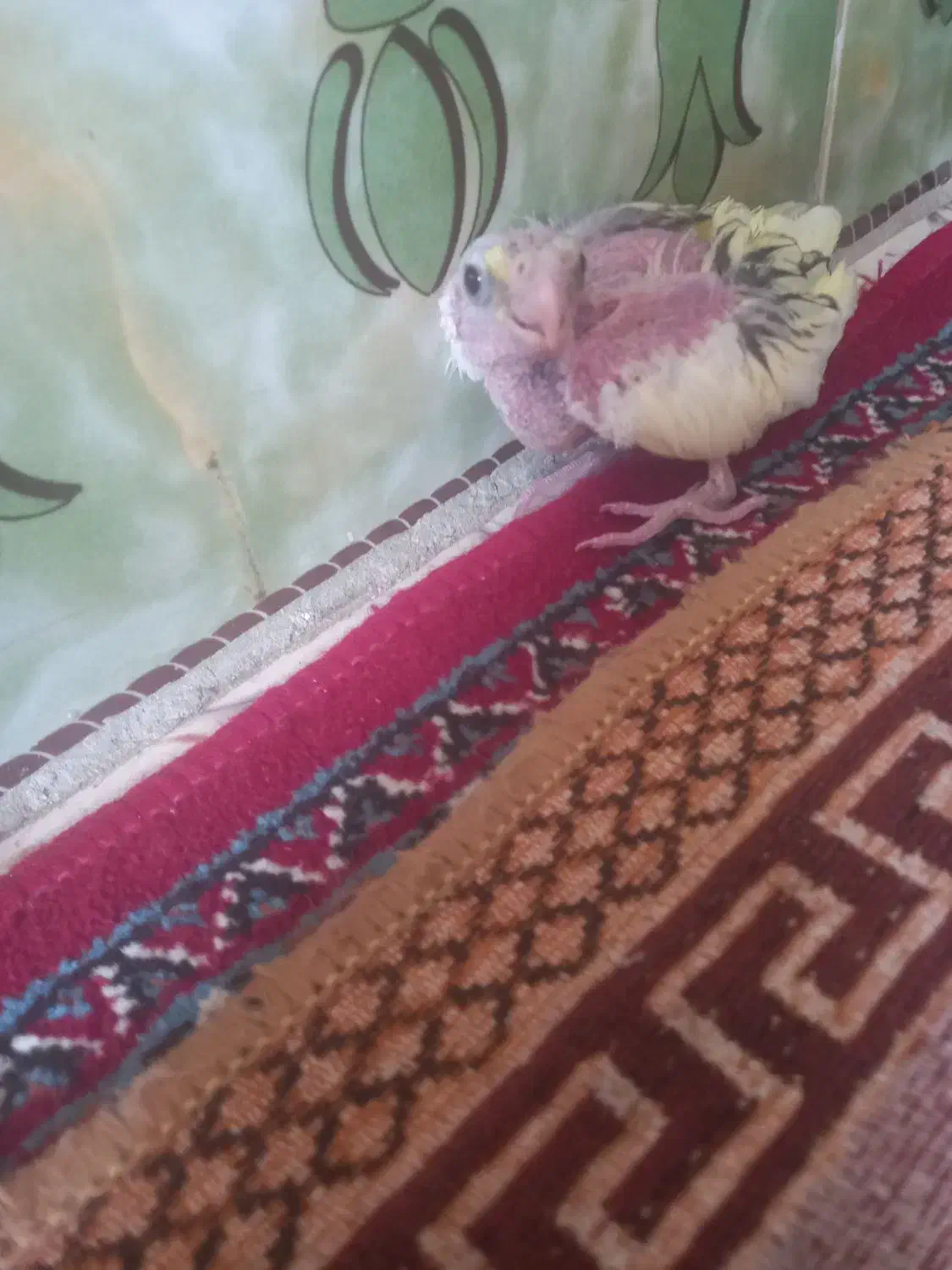 عروس هلندی|پرنده|هامون, |دیوار