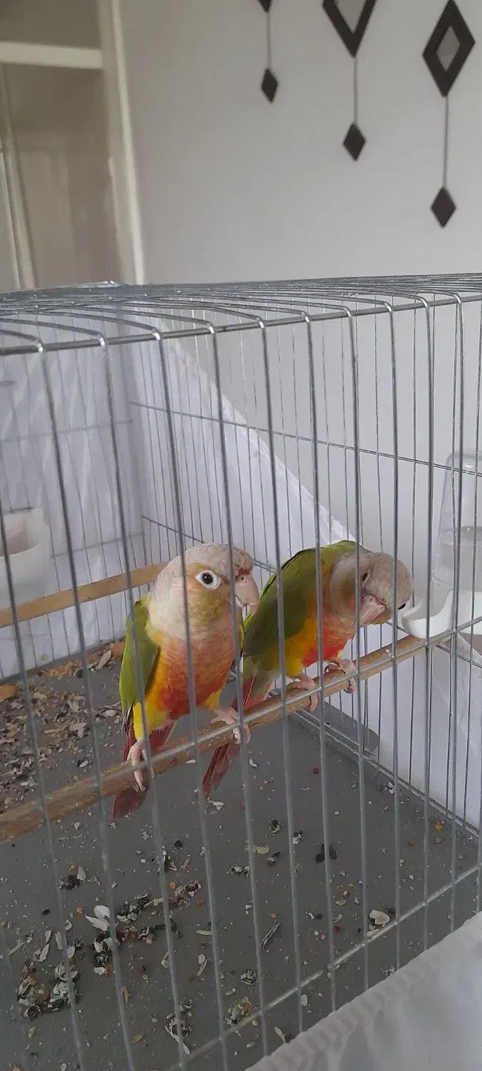 طوطی گرینچیک مولد|پرنده|ابهر, |دیوار