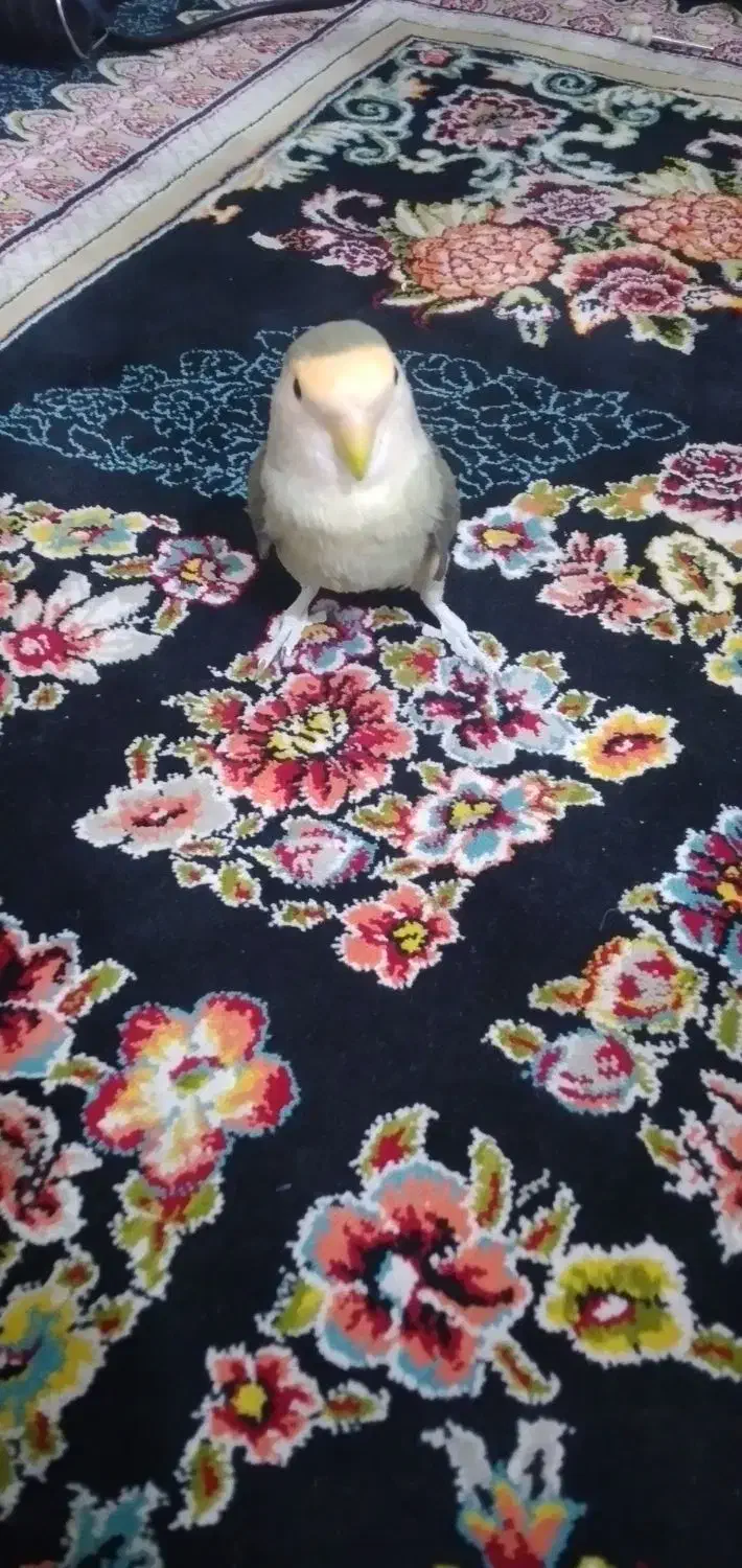 طوطی برزیلی|پرنده|رباط‌کریم, رباط‌کریم|دیوار