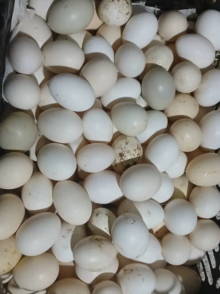 تخم مرغ|خوردنی و آشامیدنی|کارون, |دیوار