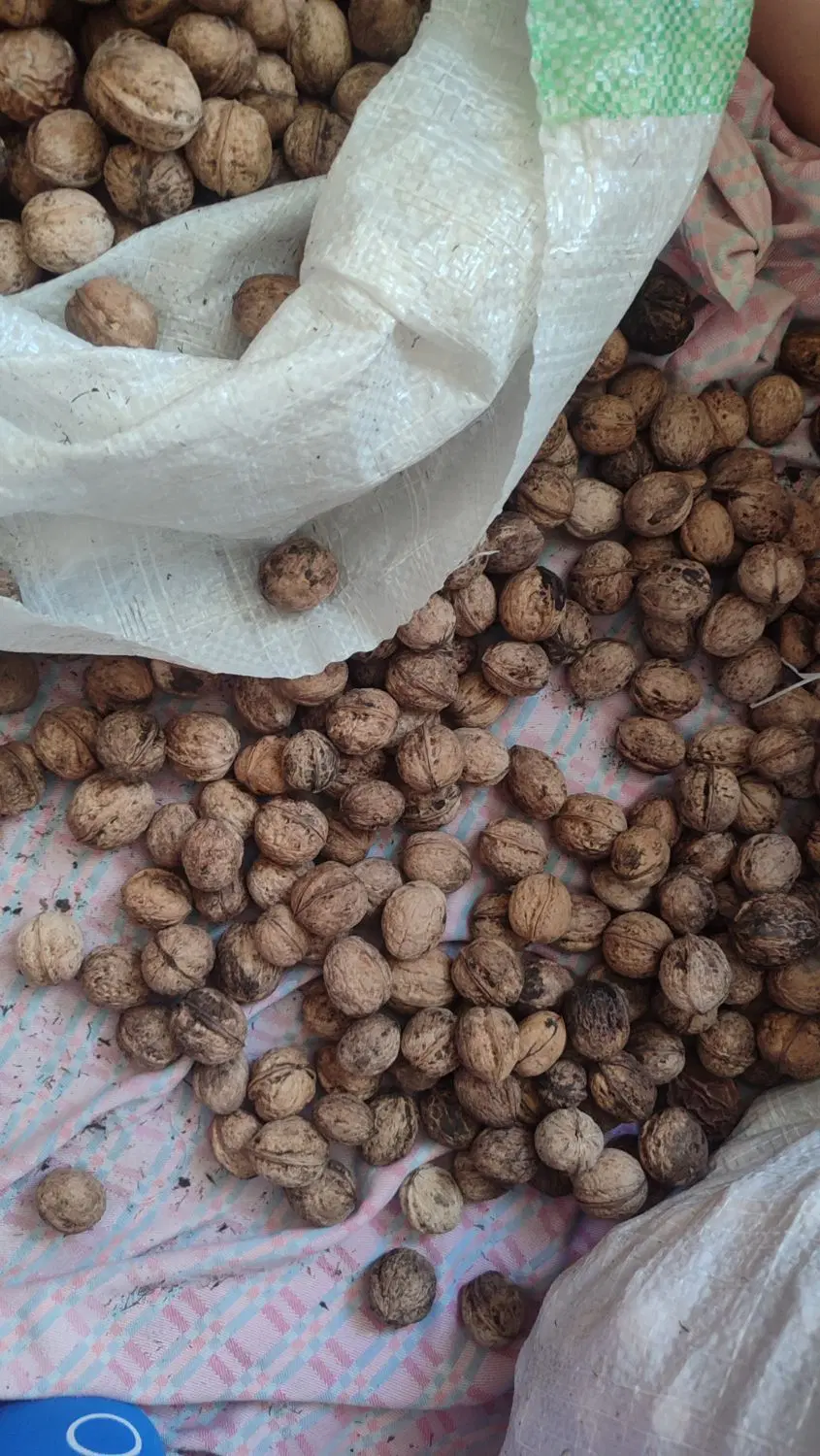 گردو|خوردنی و آشامیدنی|مشهد, سمزقند|دیوار