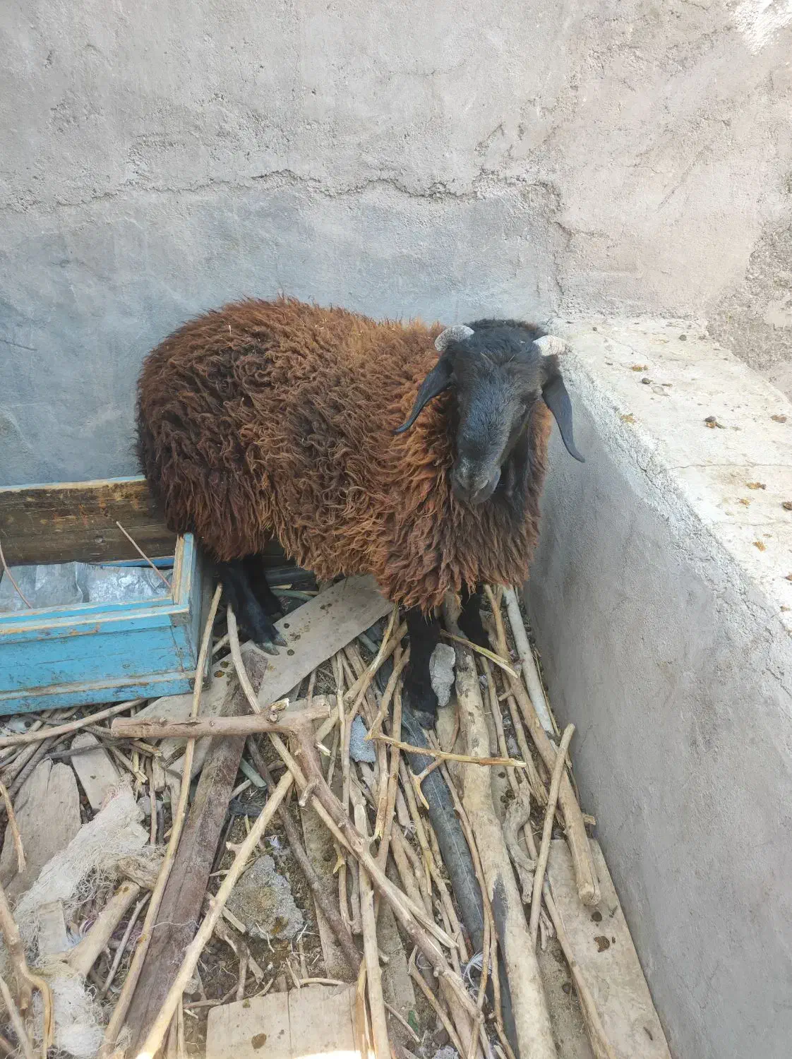 دوبور یا نربز و بره|حیوانات مزرعه|قم, پردیسان|دیوار