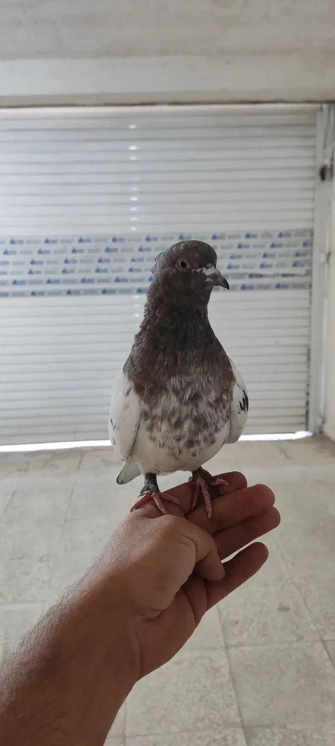 کبوتر ،کفتر|پرنده|وحیدیه, |دیوار