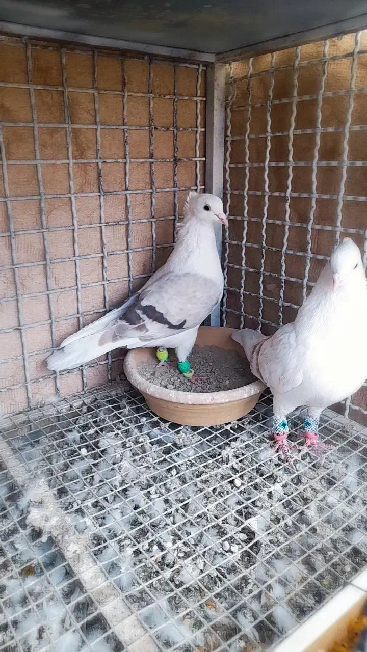 کفتر دوکت|حیوانات|آبیک, |دیوار