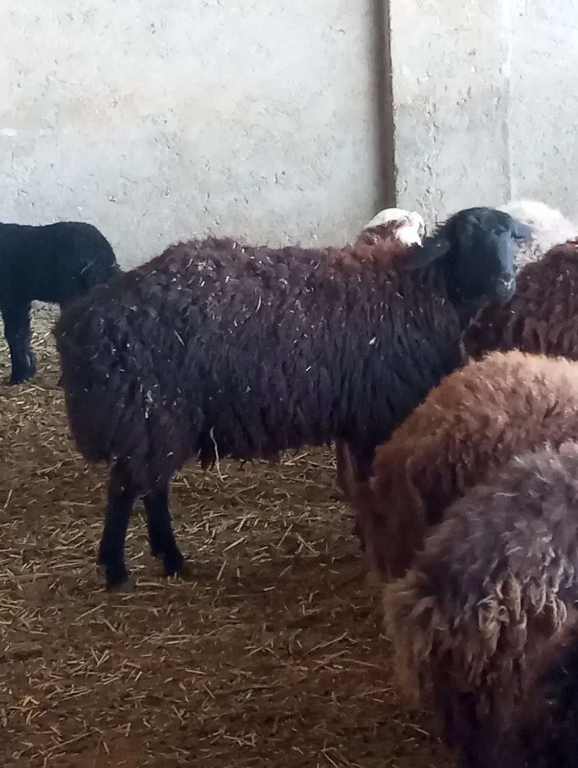 بره چاق|حیوانات مزرعه|جوادآباد, |دیوار