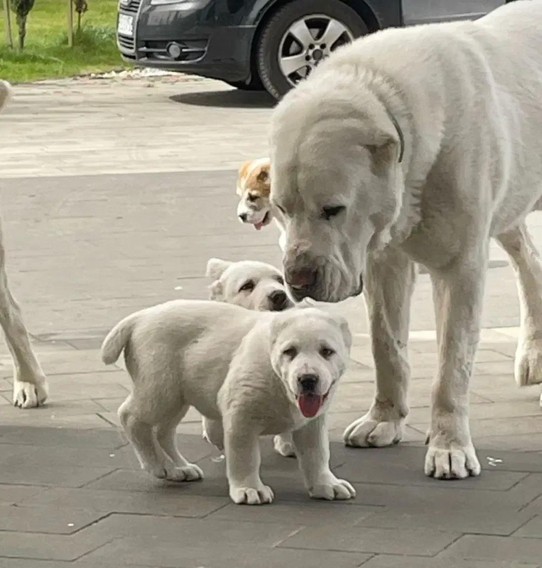 سگ آلابای|سگ|تهران, آجودانیه|دیوار