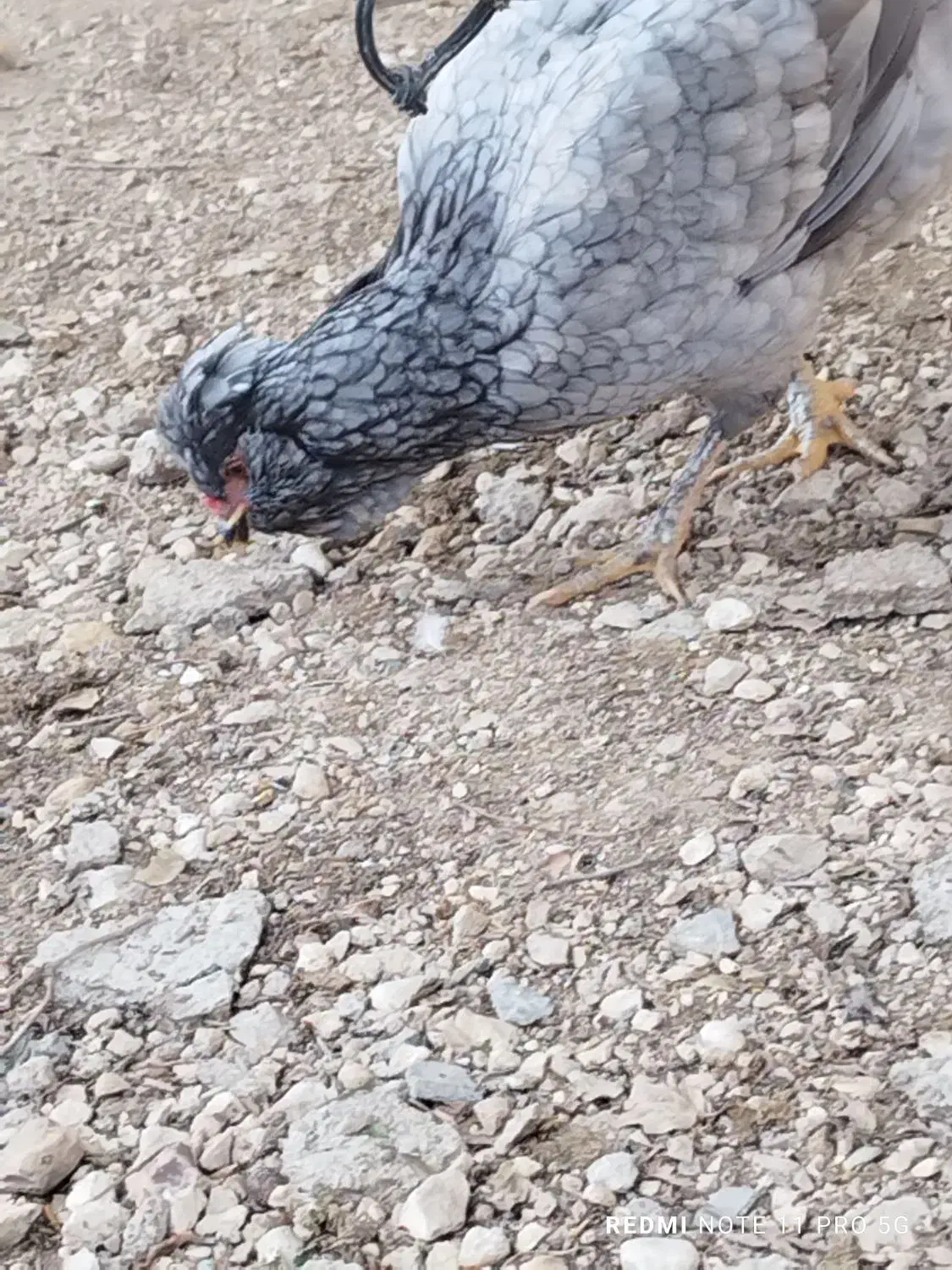 مرغ|حیوانات مزرعه|بوشهر, |دیوار