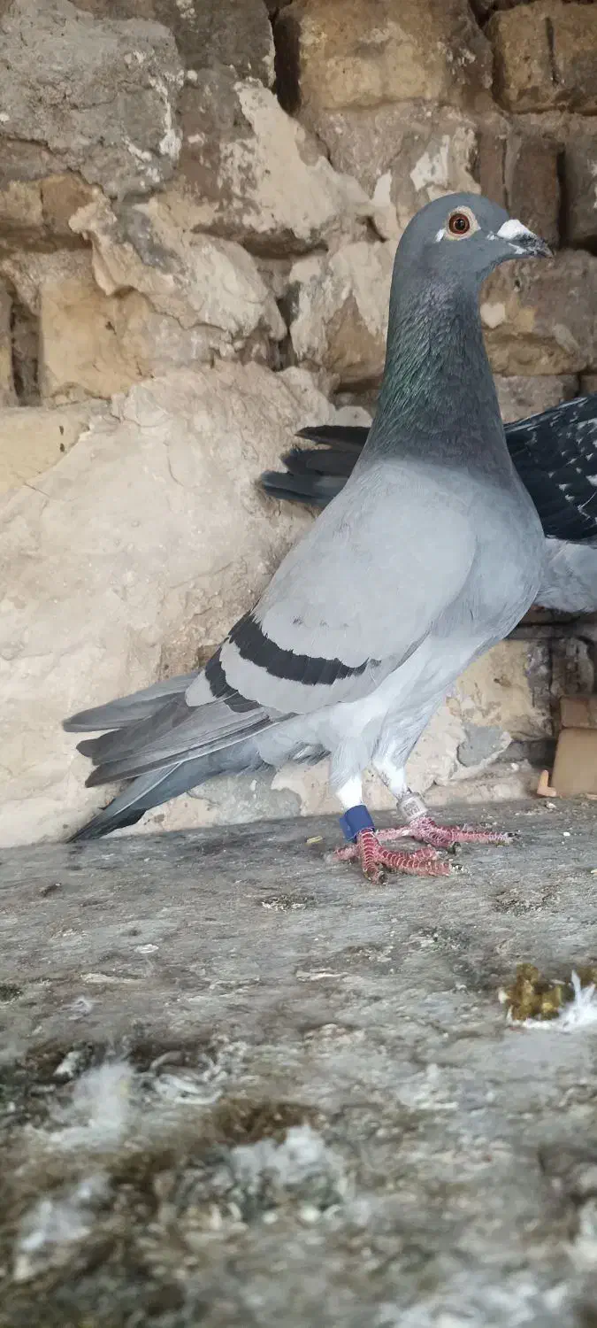 کبوتر ۲عدد|پرنده|اهواز, بیست متری شهرداری|دیوار