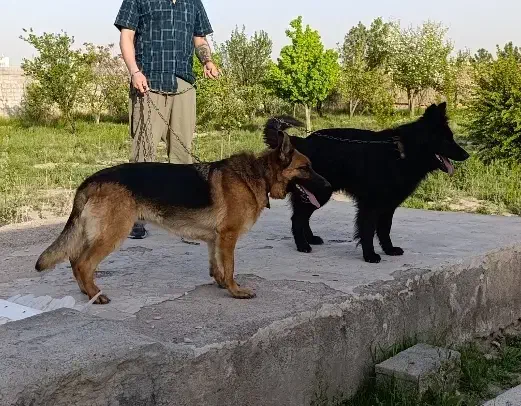 واگذاری دو عدد ژرمن ۳عدد توله رنگ بلک|سگ|مشهد, رضاشهر|دیوار