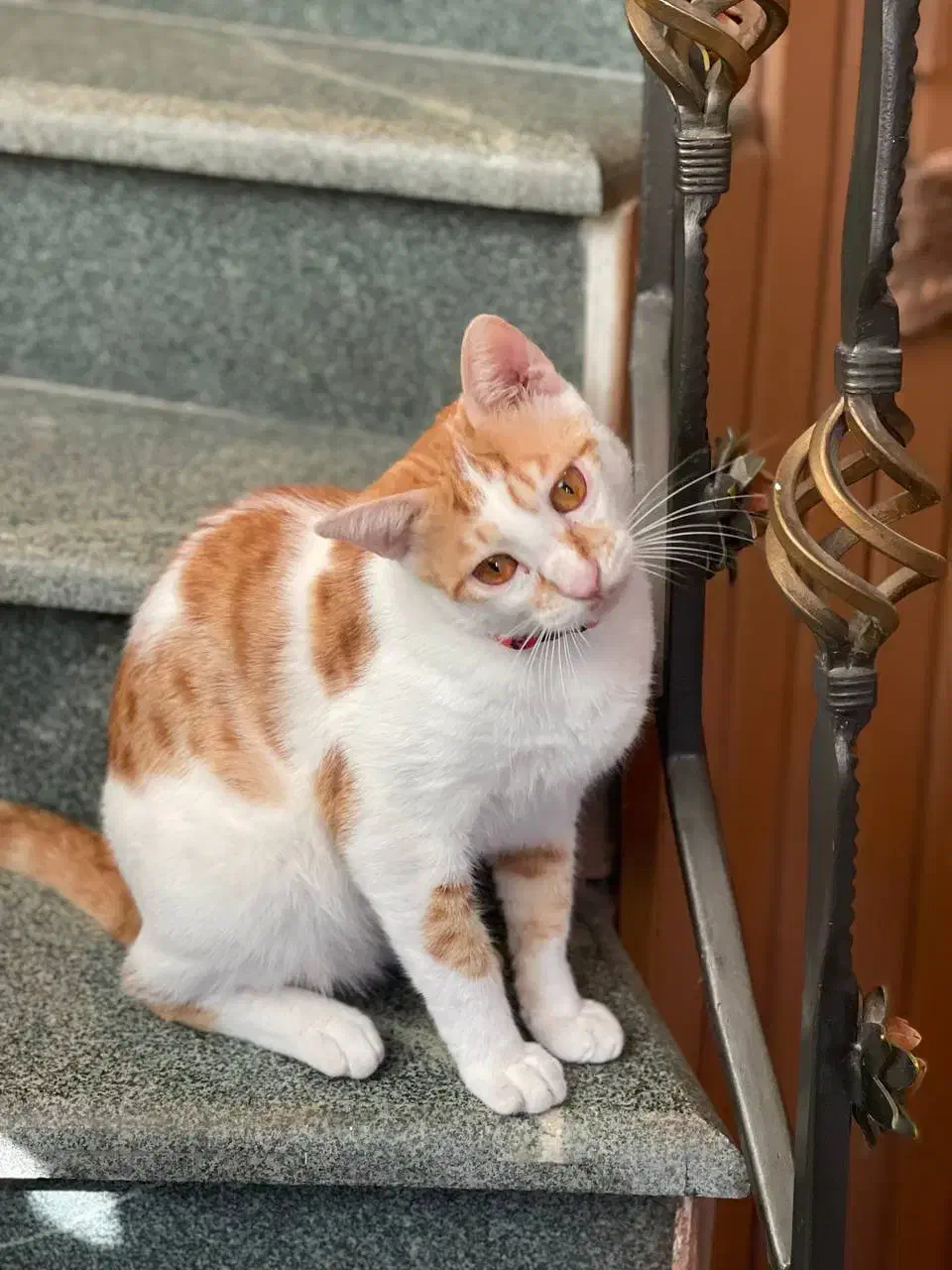 گربه نر ۱ ساله واکسن زده و عقیم شده|گربه|رشت, استقامت ۱|دیوار