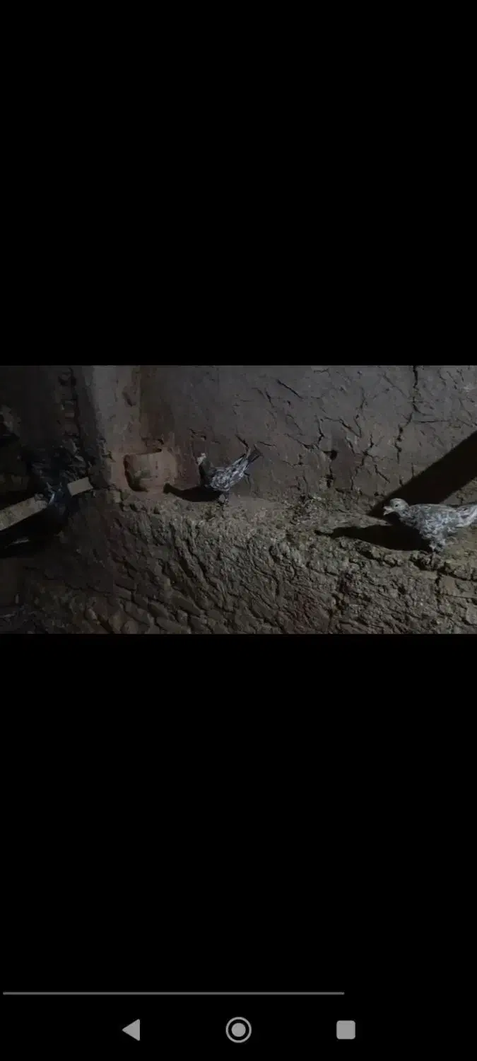 کبوتر هفت رنگ|پرنده|جوین, |دیوار