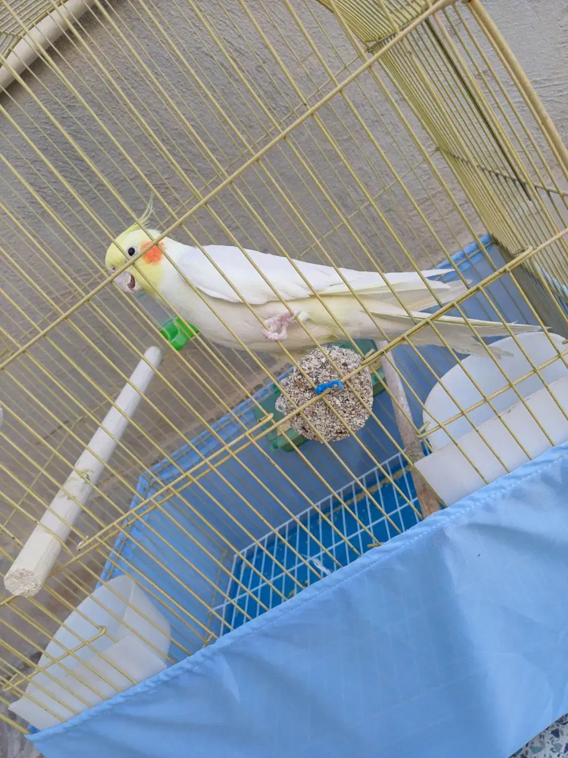 عروس هلندی|پرنده|سرپل ذهاب, |دیوار