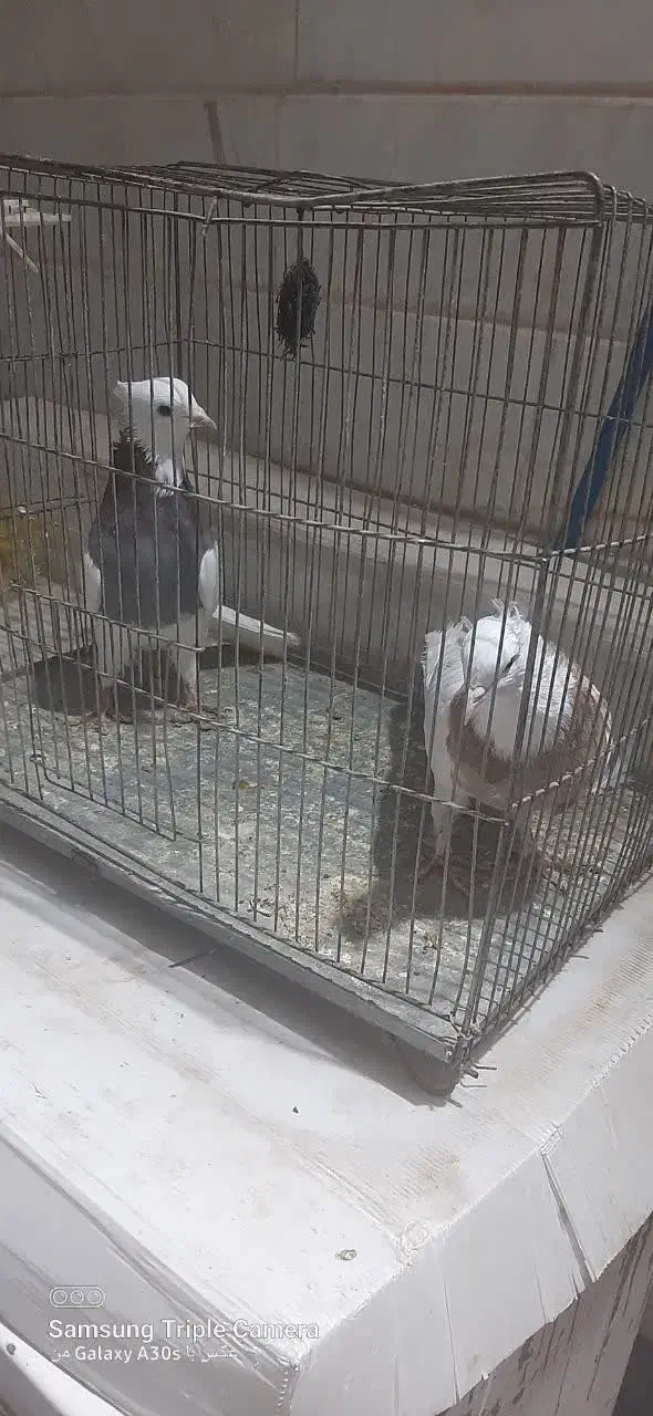 طوقی رنگارنگ|پرنده|قنوات, |دیوار