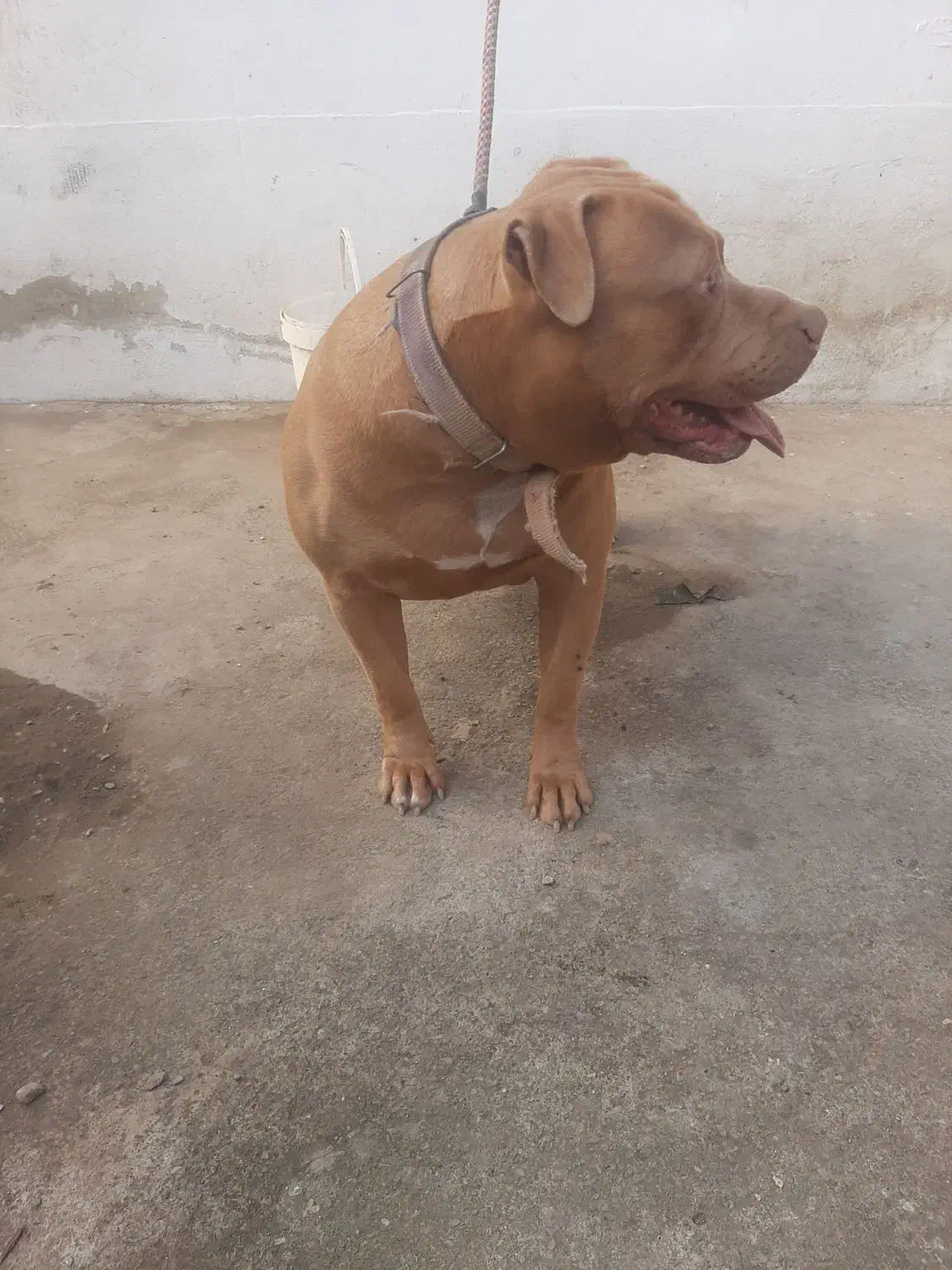 سگ پیتبول ۱۰ ماهه همه واکسنا زده شده قیمت توافقی|سگ|خرمآباد (تنکابن), |دیوار