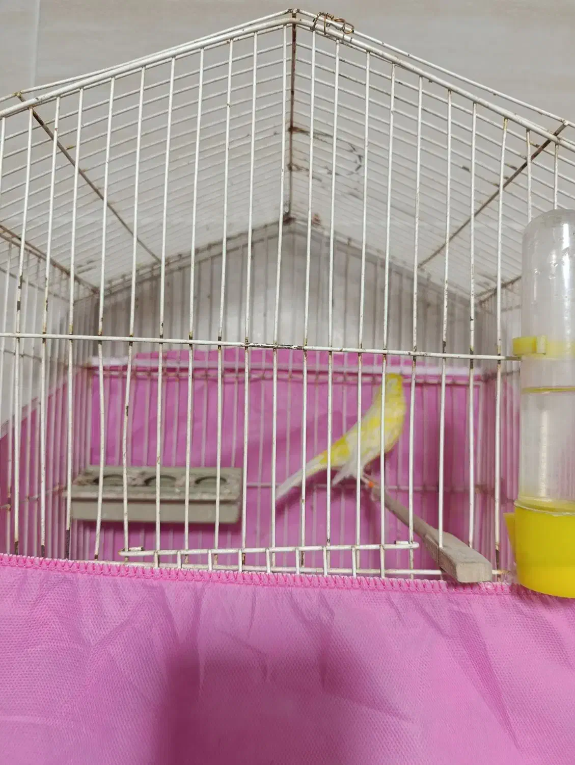 قناری|پرنده|اشتهارد, |دیوار