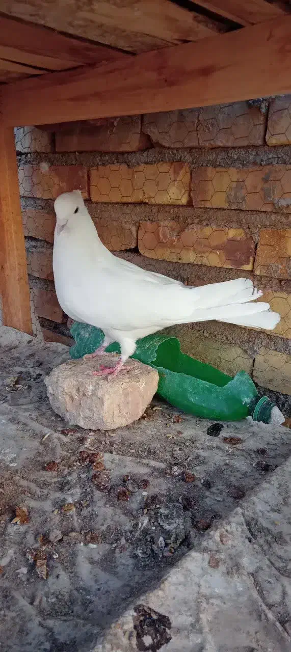 نر سفید کاکلی شمرونی|پرنده|اردکان, |دیوار