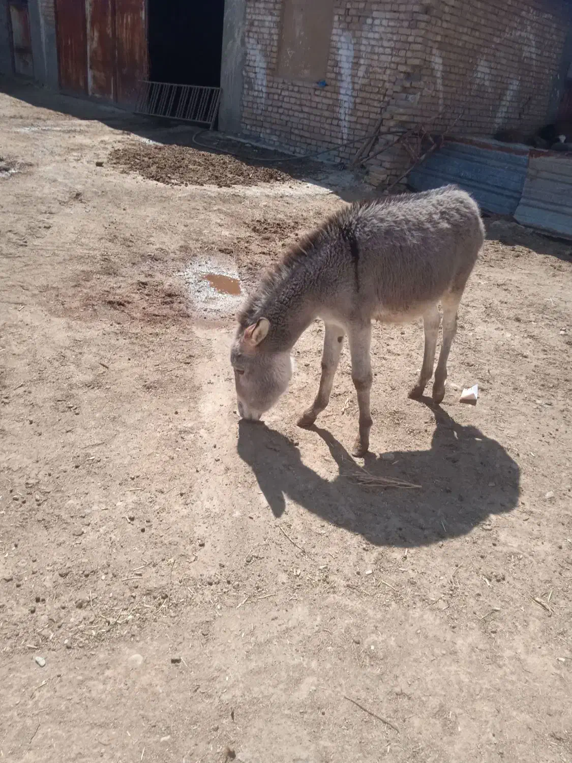 الاغ یا خر|حیوانات مزرعه|شراء, |دیوار