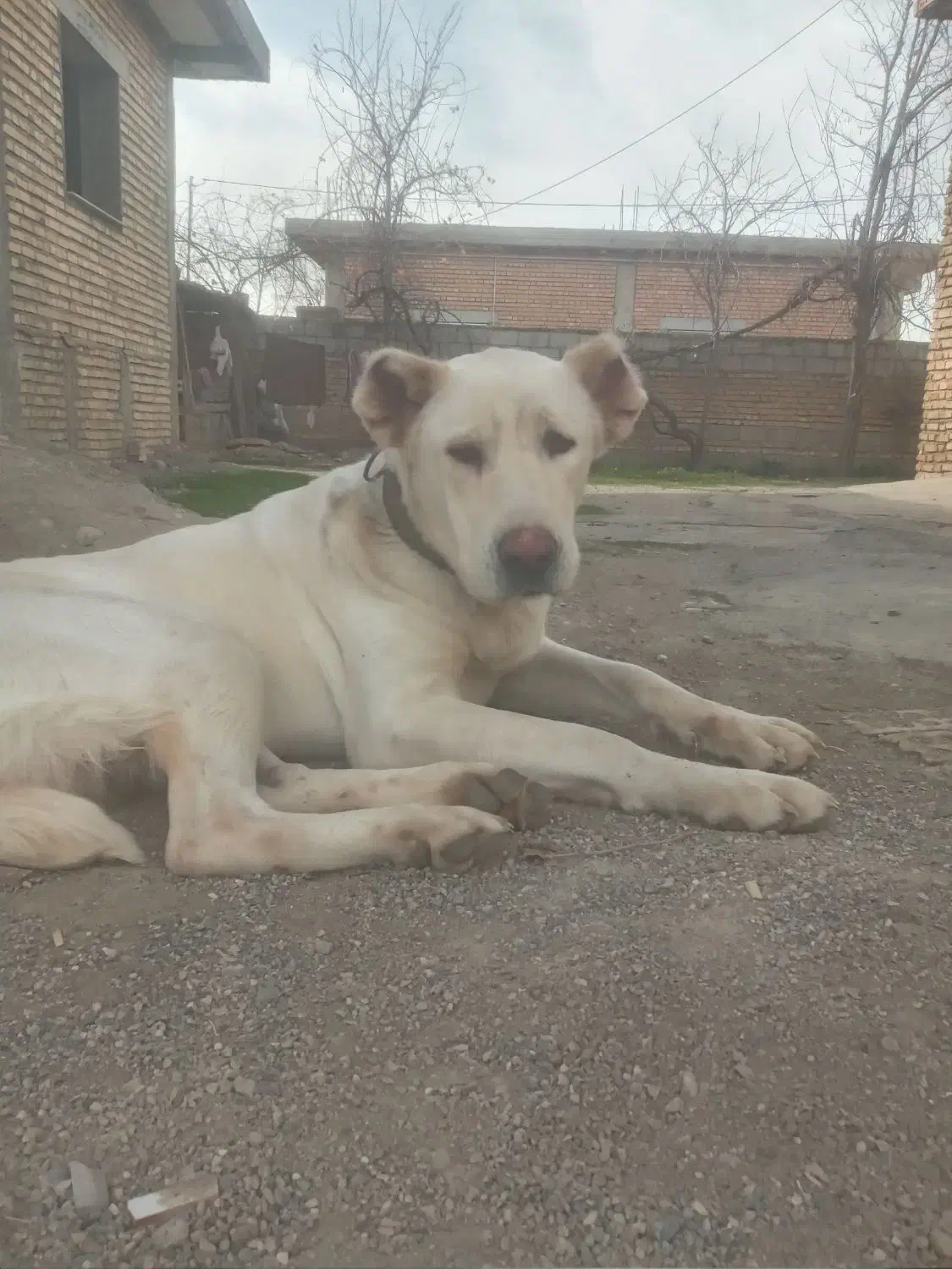 واگذاری آلبای ماده|سگ|گنبد کاووس, |دیوار