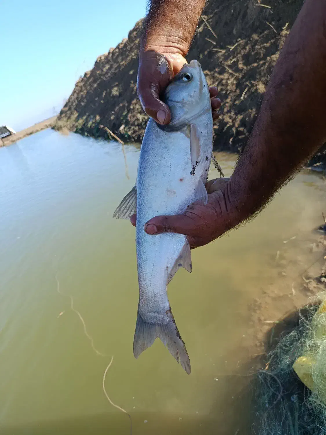 ماهی کپور آمور فیتیفاک|ماهی|دلند, |دیوار