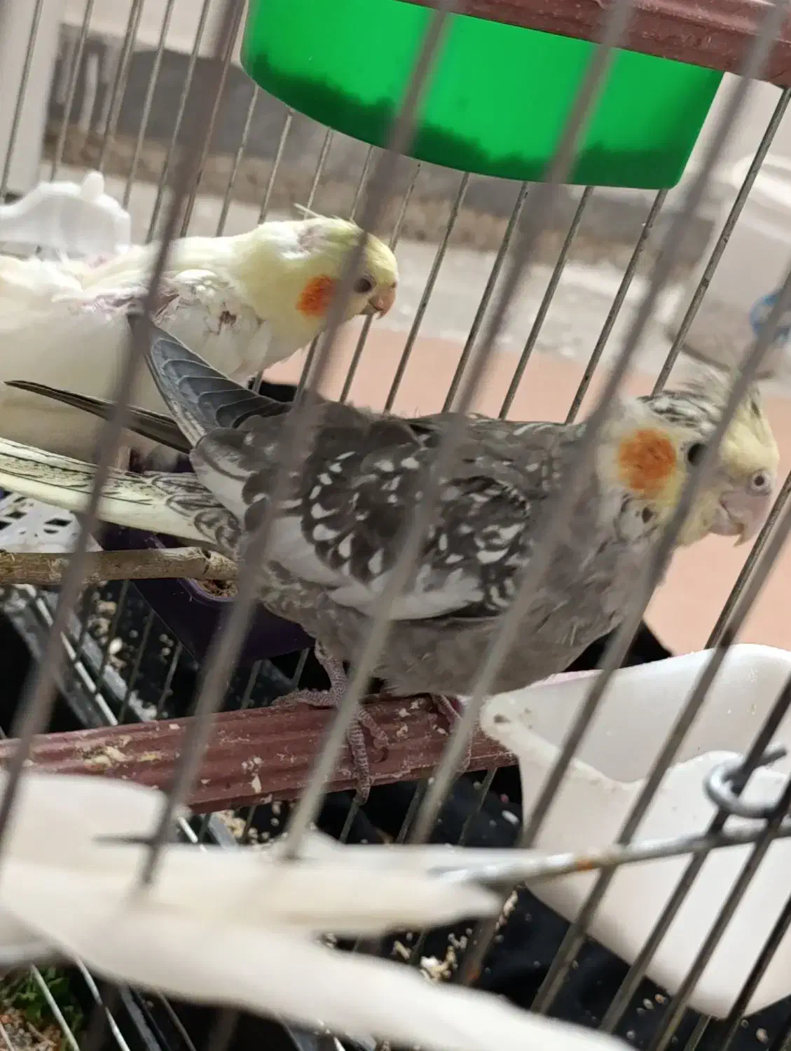 پرنده|پرنده|بیجار, |دیوار