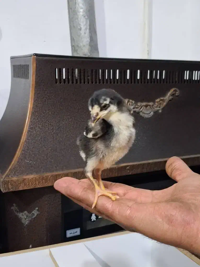 جوجه گلین|حیوانات مزرعه|خاوران, |دیوار