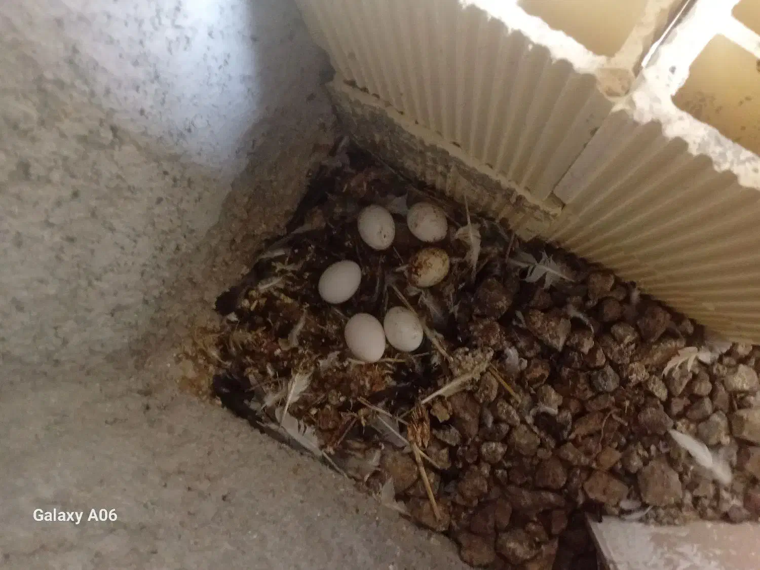 مرغ عربی|حیوانات مزرعه|اهواز, شهرک دانشگاه|دیوار