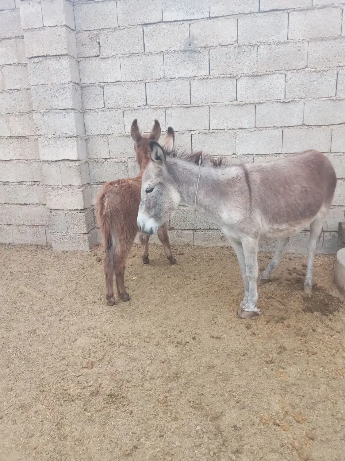 خر جوان با کره نر|حیوانات مزرعه|گنبد کاووس, |دیوار