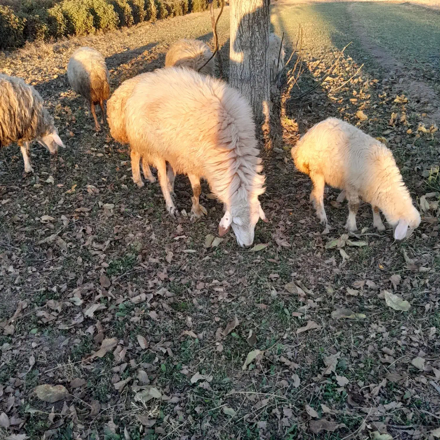 قوچ وبره نر|حیوانات مزرعه|برزک, |دیوار