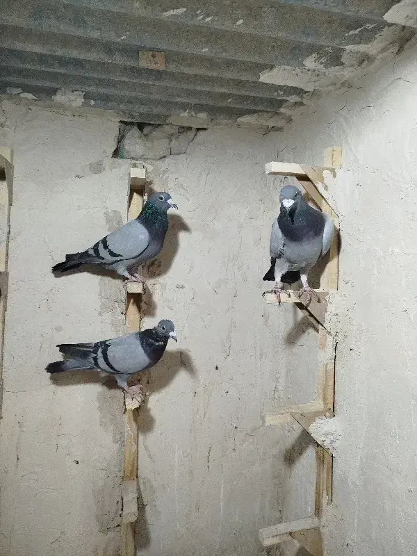 کبوترکفتربیرونی|پرنده|خفر, |دیوار