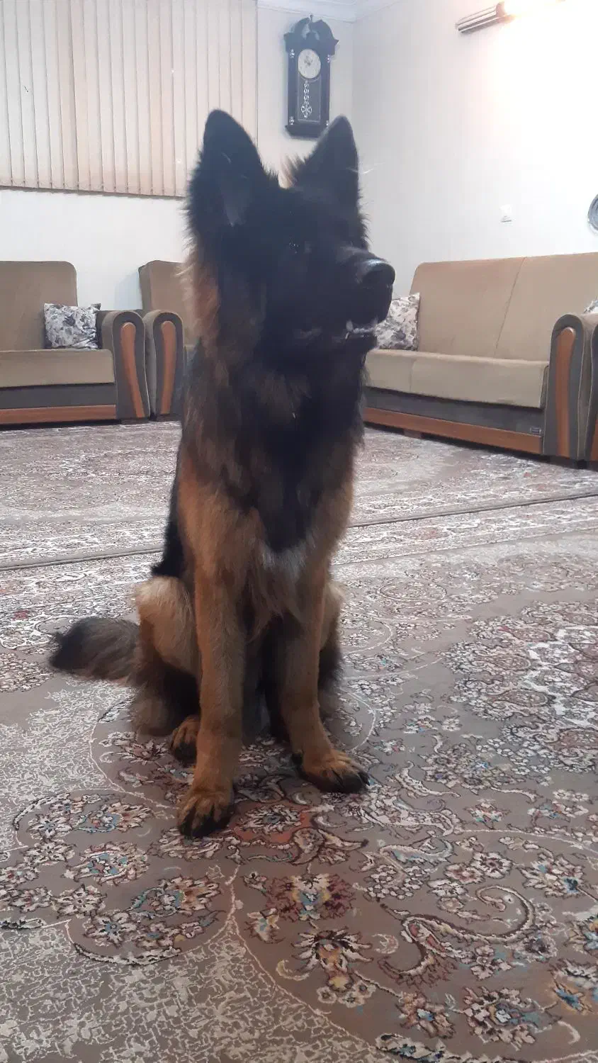 سگ ژرمن گمشده|سگ|شیراز, شهرک بزین|دیوار