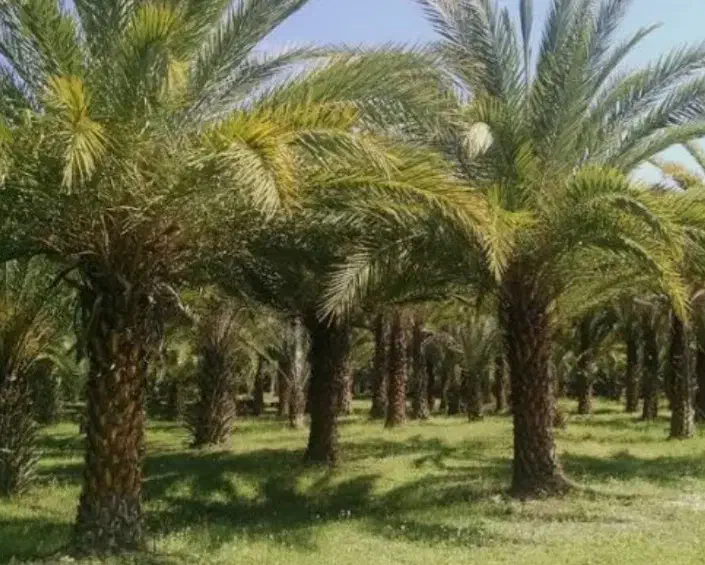 مجری در طرح کاشت نخل|خدمات باغبانی و درختکاری|بندرعباس, |دیوار