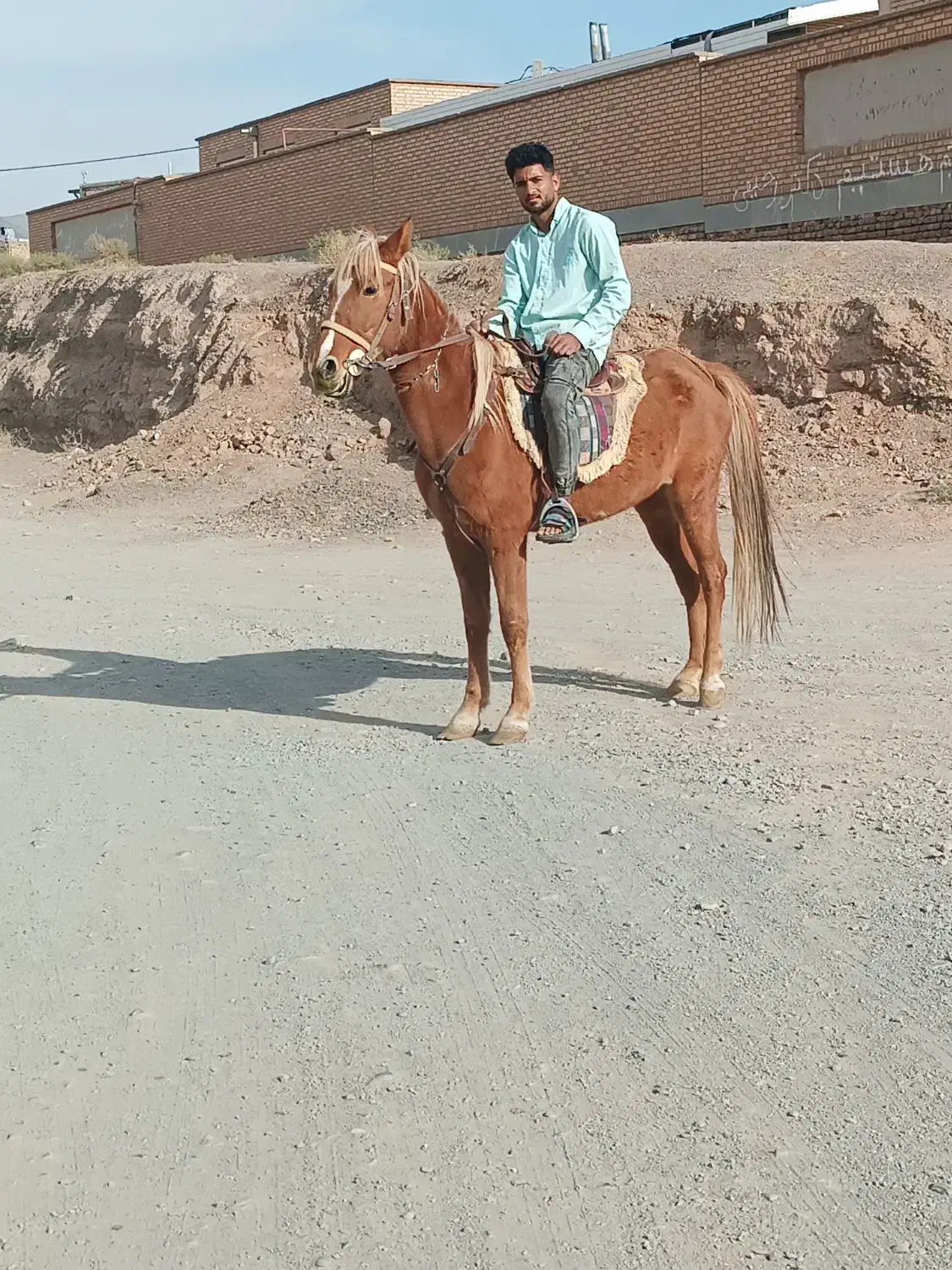 اسب|اسب و تجهیزات اسبسواری|تربت جام, میان جام|دیوار