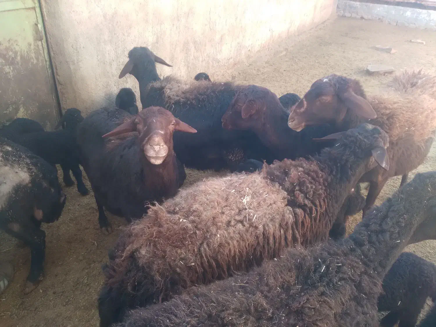 میش قیسیر|حیوانات مزرعه|قره پشتلو, |دیوار