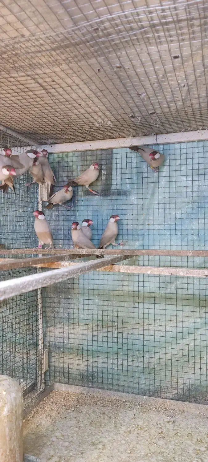 فنج نرگسی شکلاتی|پرنده|کازرون, |دیوار