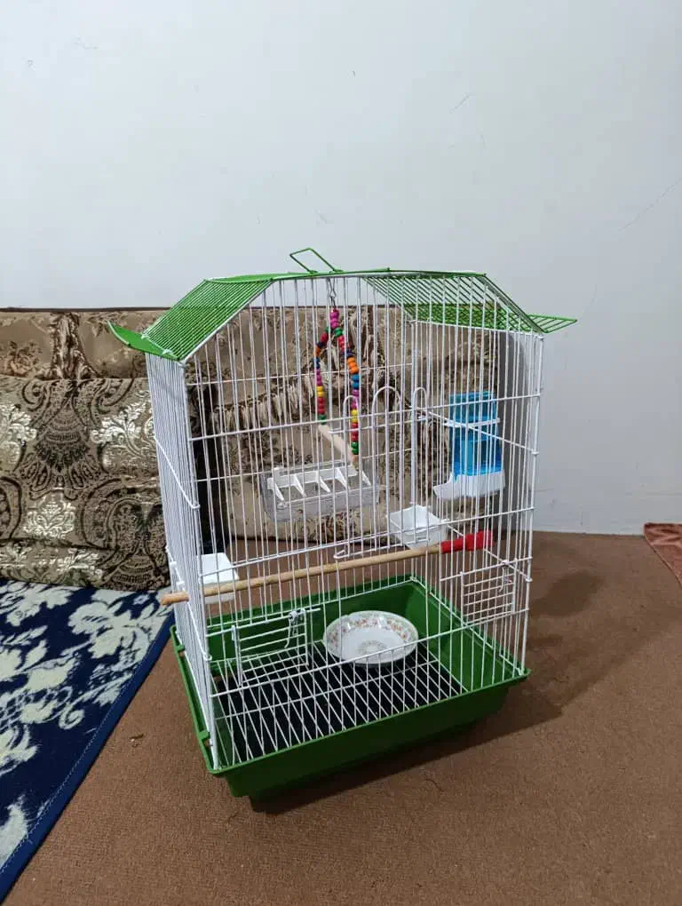 عروس هلندی|پرنده|شیراز, کوشک میدان|دیوار