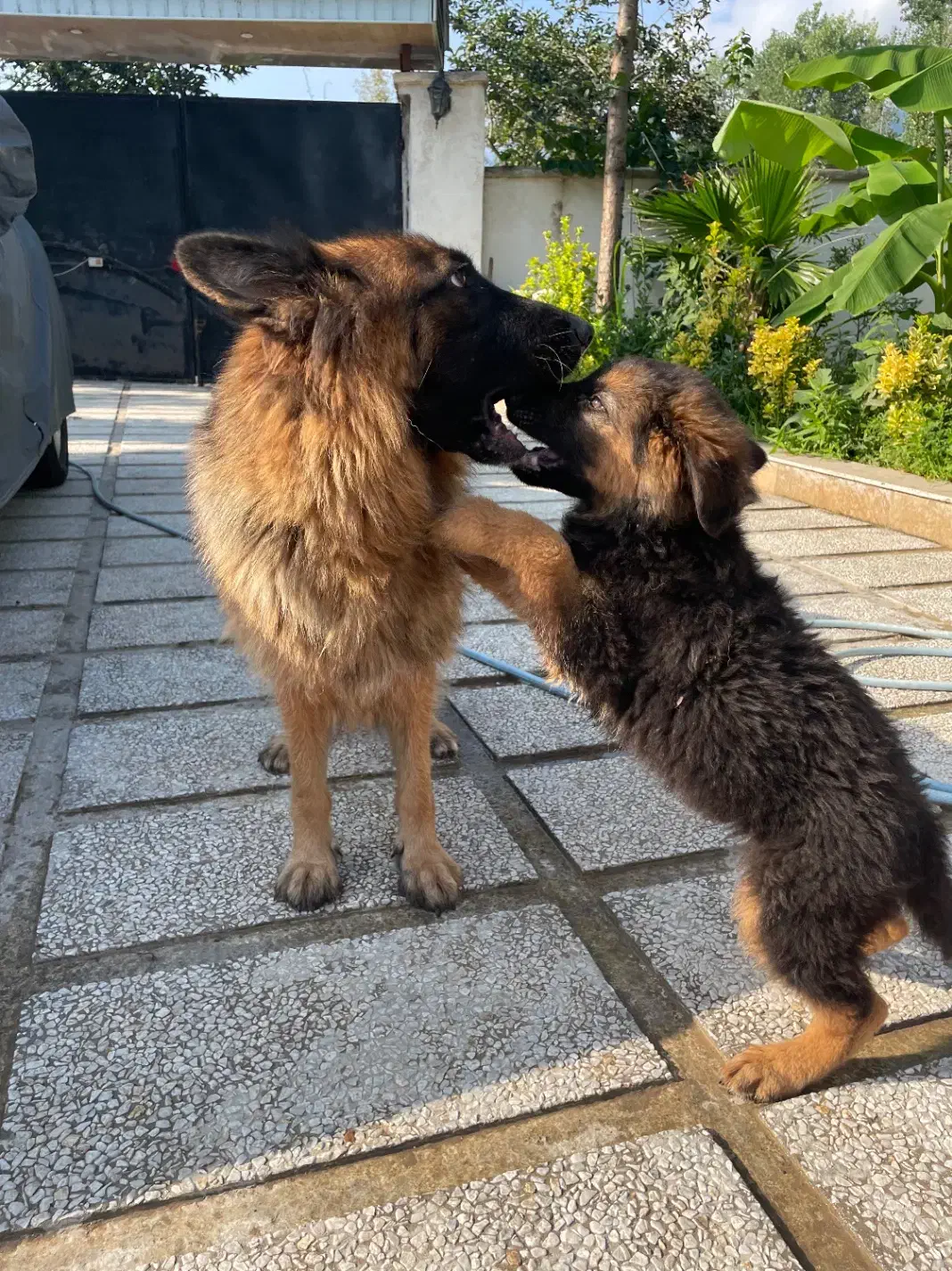 فروش تولههای ژرمن شپرد اصیل|سگ|تهران, شهرک آزمایش|دیوار