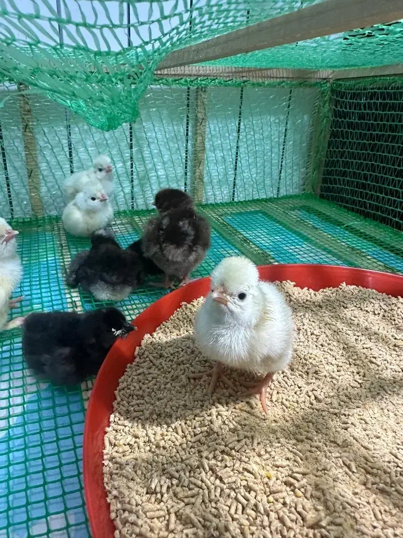 جوجه لهستانی ایام سمانی برهما|حیوانات مزرعه|رشت, گیل|دیوار