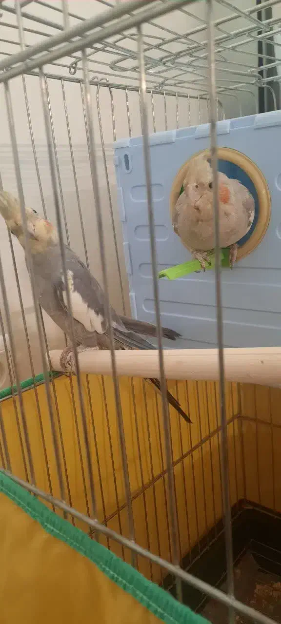 عروس هلندی|پرنده|اسدآباد, |دیوار