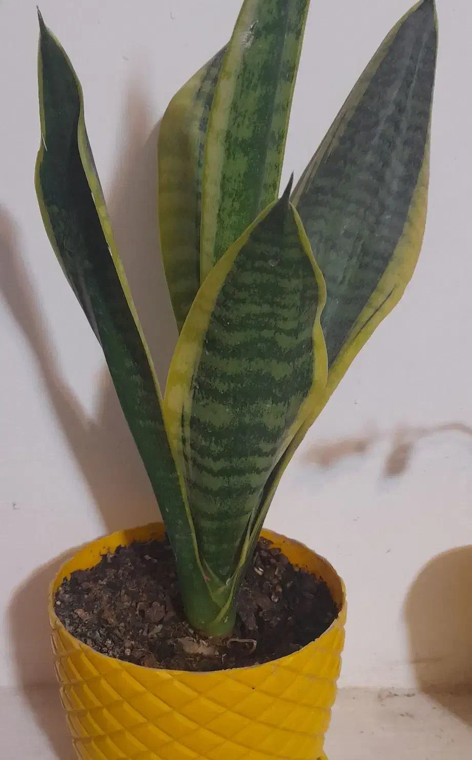 سانسورها پا‌کوتاه و کراواتی ابلغ|گل و گیاه طبیعی|قم, صفائیه|دیوار