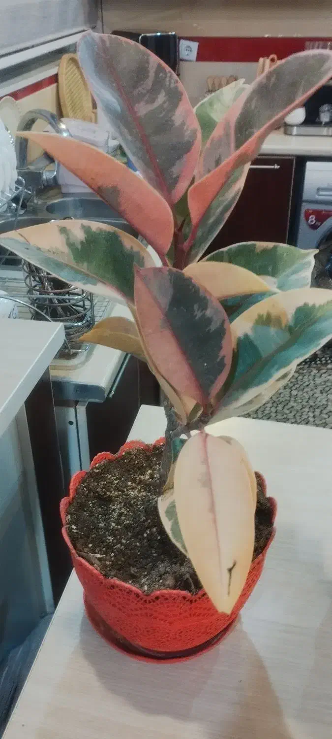 گل گیاه آپارتمانی|گل و گیاه طبیعی|بیرجند, |دیوار