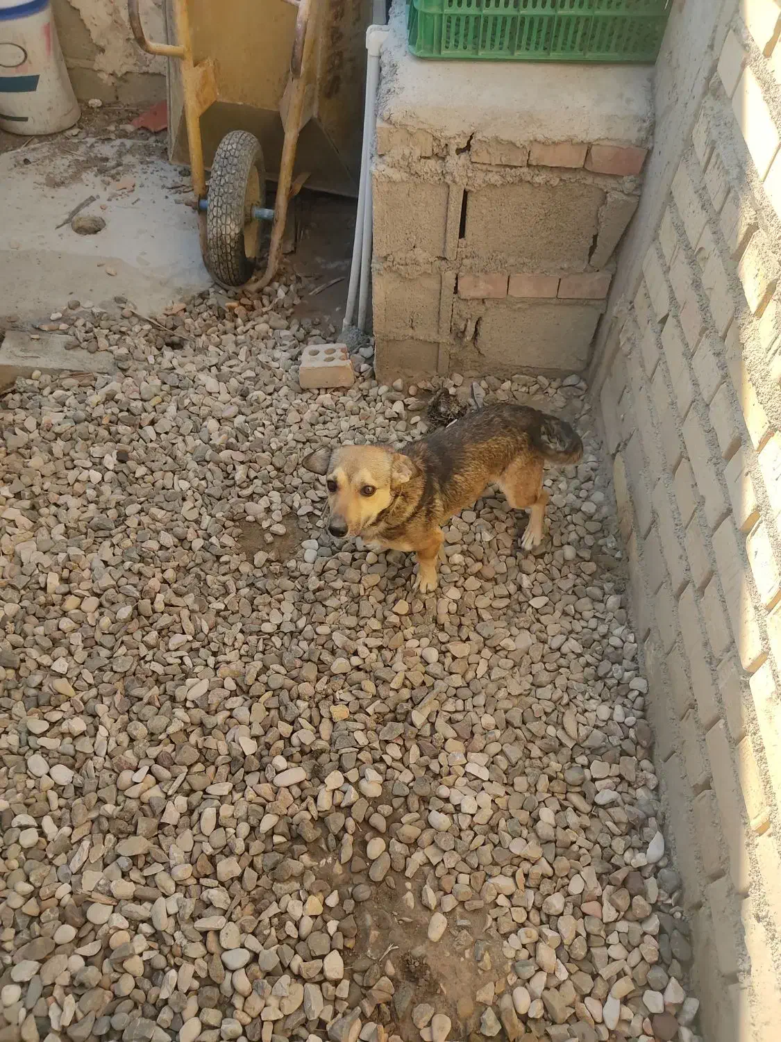 سگ بازیگوش زرنگ نر دوساله|سگ|گنبد کاووس, |دیوار