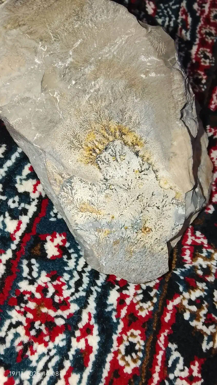 شجر کوهی|جواهرات|موچش, |دیوار