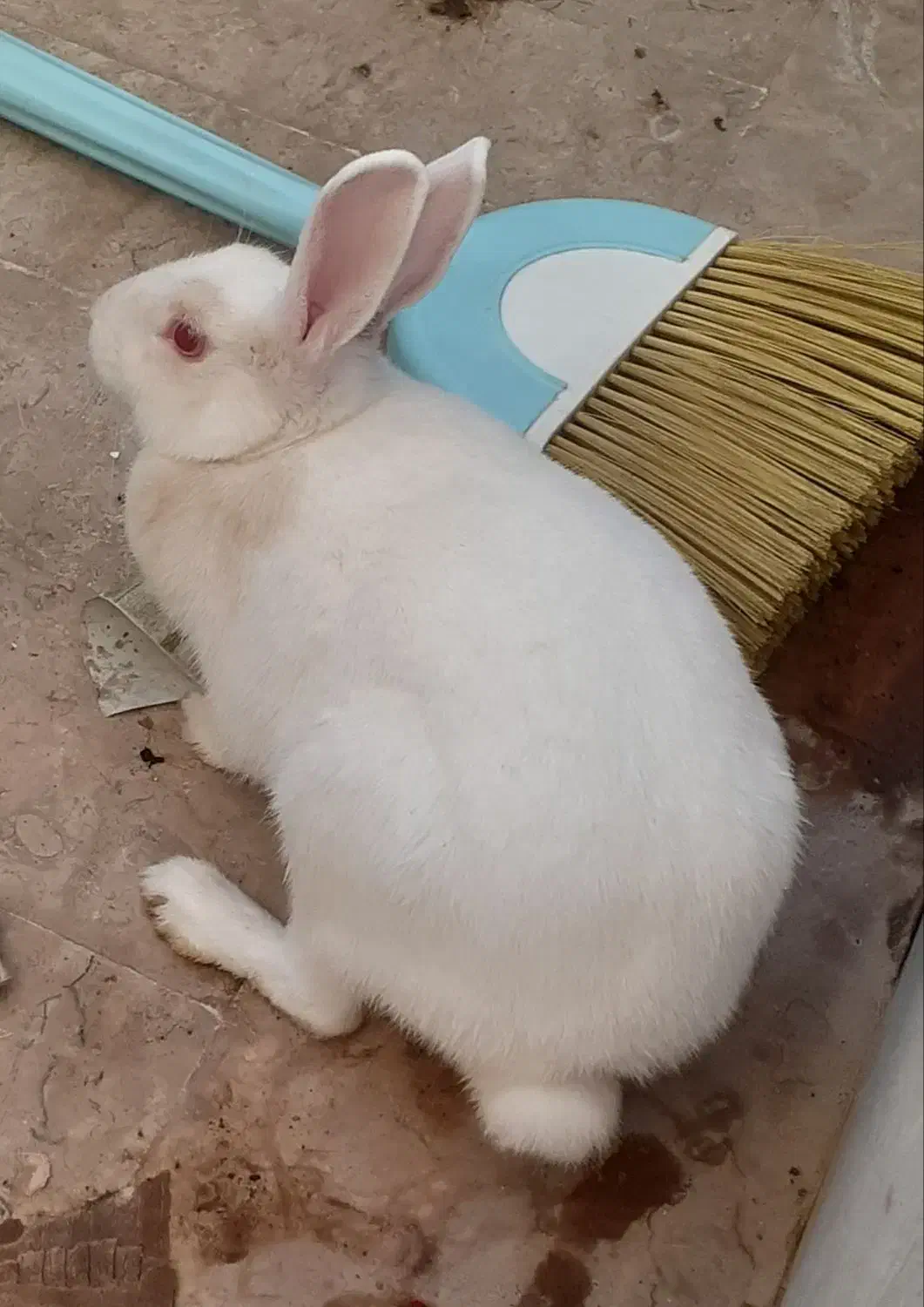 خرگوش|موش و خرگوش|بیرجند, |دیوار