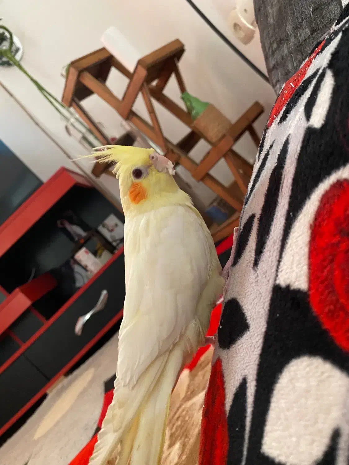 عروس لوتینو|پرنده|بوشهر, |دیوار